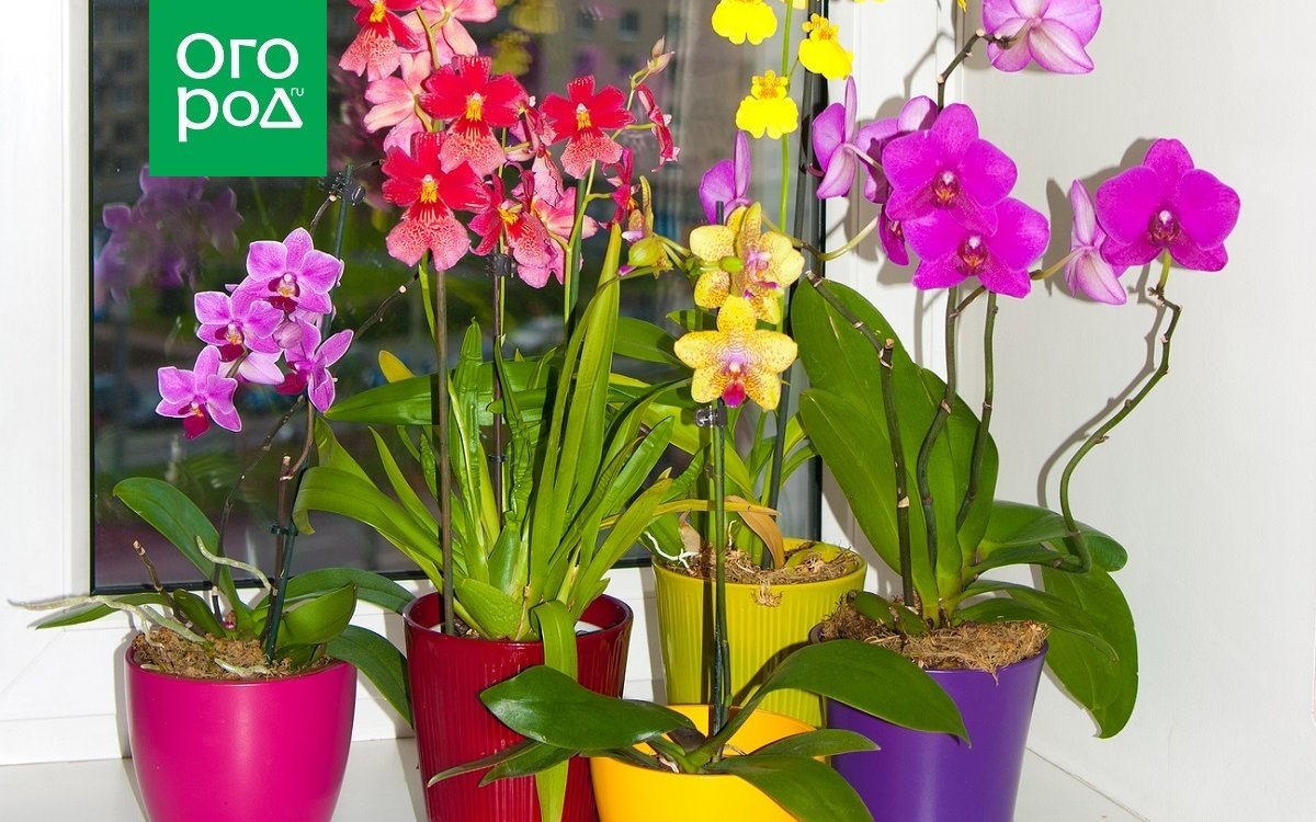 Как ухаживать за орхидеями дома